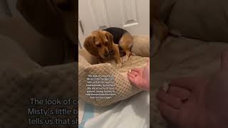 #rescuedog #viral #adoptionrocks #rescue #adoptstrays #fypシ゚viral #puppy #dogrescue #adoptdontshop
