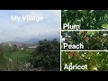 Fruit Plants at my Home - Village