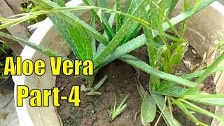 How to Grow Aloe Vera Plant Perfectly 20-August-2019 ( Part-4)