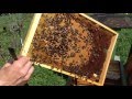 Весняне розширення бджолосімей.