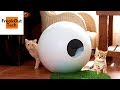 5 Incredible Cat Gadgets You Never Knew About