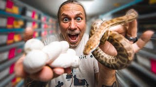 FIRST SNAKE EGGS OF THE SEASON!! | BRIAN BARCZYK