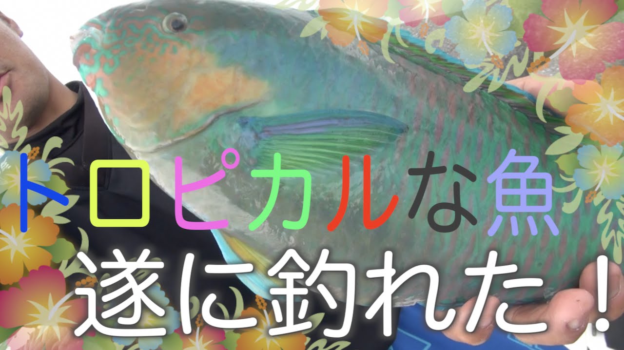 遂に釣れた トロピカルな魚イラブチャー 前編 リベンジ Youtube