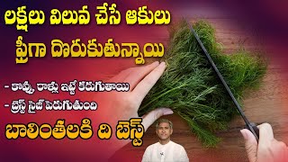 Burns Cholesterol | Reduces Weight | Helps for Breastfeeding | Dill Leaves | Manthena's Health Tips