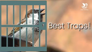 Best House Sparrow Traps On the Market