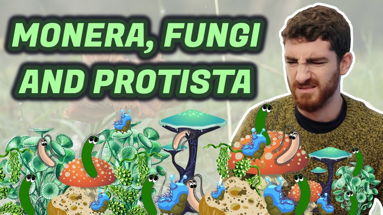 MONERA, PROTISTA and FUNGI kingdoms – Primary Grade 5 – Natural Science | Happy Learning Style | สรุปเนื้อหาที่อัปเดตใหม่เกี่ยวกับkingdom monera