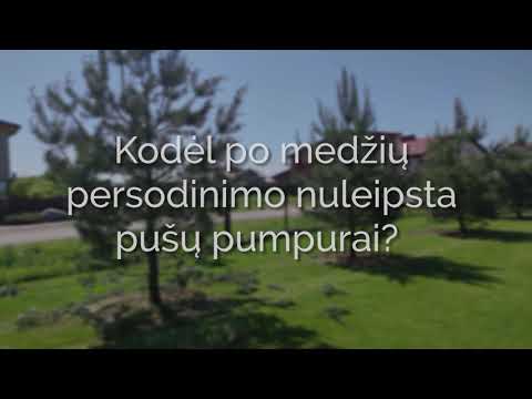 Video: Kodėl Krenta Medžiai? Kamieno Irimas, žievės Pažeidimas, Gydymas. Nuotrauka