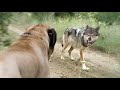 5 Dog breeds that can defeat wolves