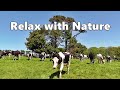 Dog tv relaxation s for dogs  cows in the field  relax with nature