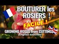 Bouturer les rosiers - été/automne : méthode facile pour débutants!