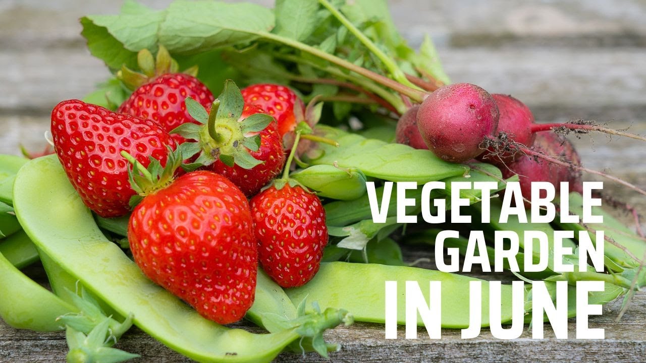 Vegetable garden How to pollinate courgettes? Harvesting peas & more