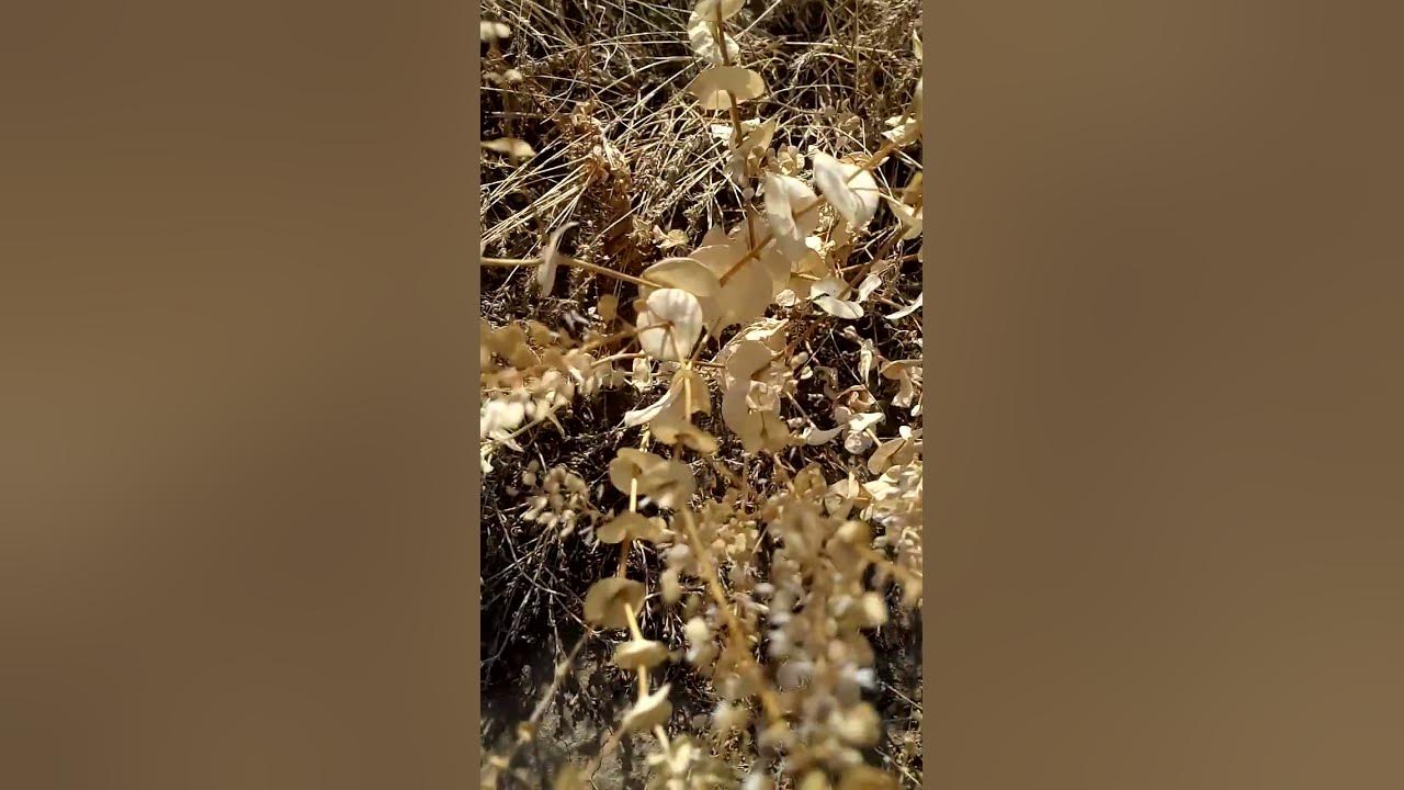 Interesting beautiful dry steppe plant Интересное красивое сухое ...