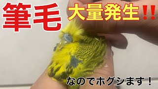 [Parakeet] A large amount of pinfeathers appear!! I'll remove it!!