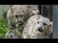 ユキヒョウの赤ちゃん 父と初対面！~Snow leopard's babies