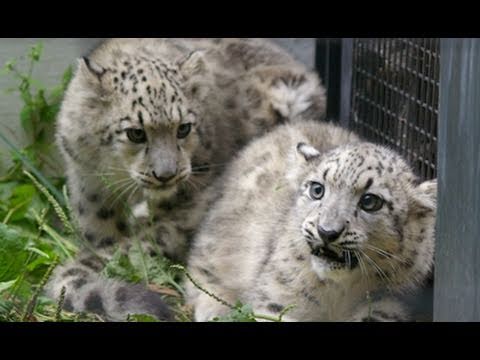 ユキヒョウの赤ちゃん 父と初対面 Snow Leopard S Babies Youtube