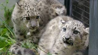 ユキヒョウの赤ちゃん 父と初対面~Snow leopard's babies