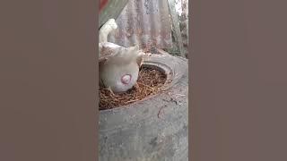 Momma goose laying first egg