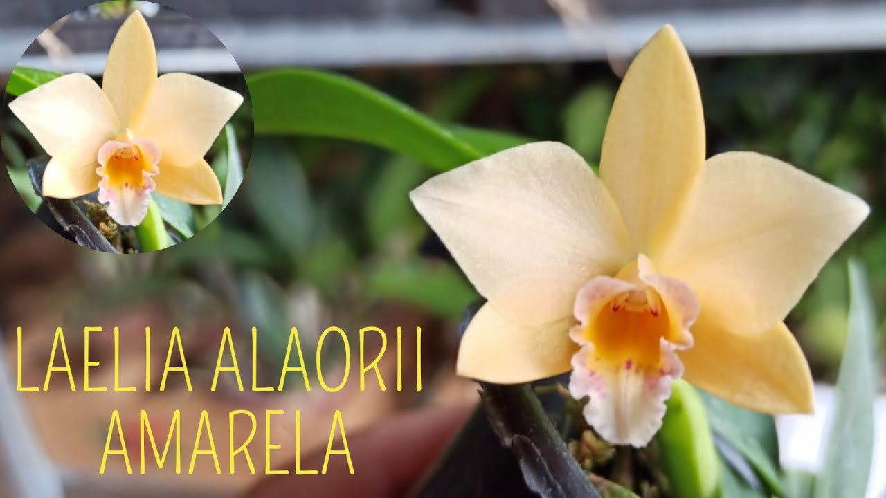 MINI ORQUÍDEA RARA CRUZAMENTO DE LAELIA ALAORIi AMARELA ADULTA - thptnganamst.edu.vn