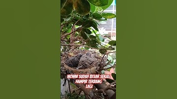 Aviary cepat penuh kalau seperti ini!!
