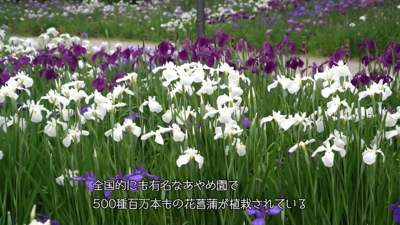 長井あやめ公園 Youtube 長井あやめ公園 Youtube