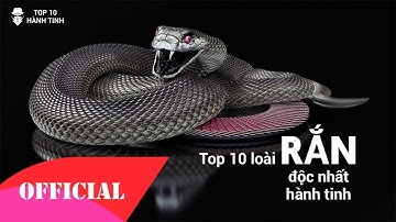 [TOP 10 Hành Tinh] Số 2 - TOP 10 Loài Rắn Độc Nhất Hành Tinh