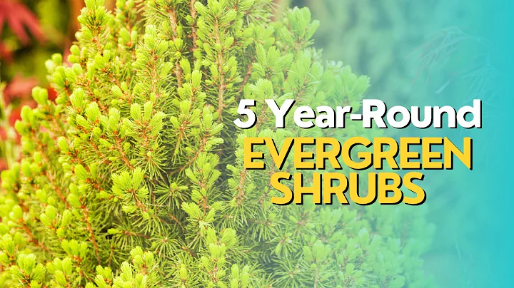 Top 5 Evergreen Shrubs for Year-Round Interest