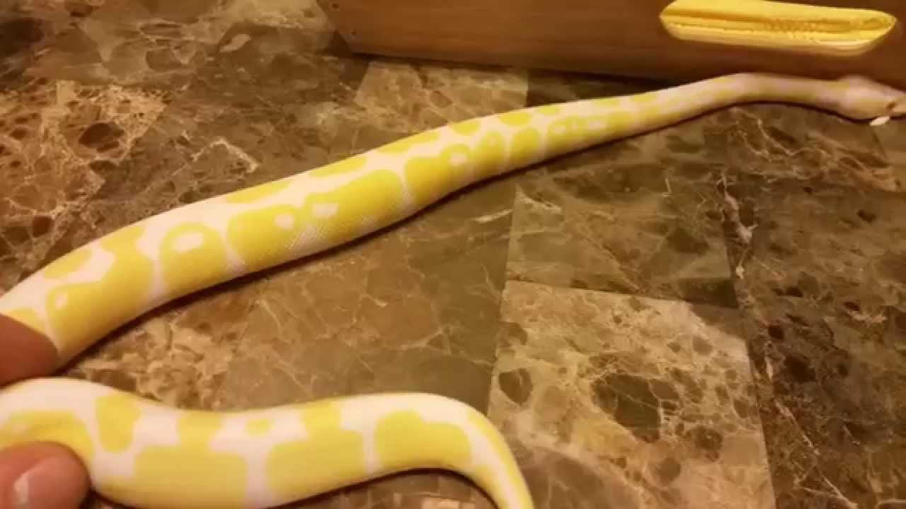 video phone beyonce mp3 ALBINO BALL PYTHON HD