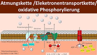 Atmungskette / Oxidative Phosphorylierung / Chemiosmose - [Zellatmung, 5/6] - [Biologie, Oberstufe]