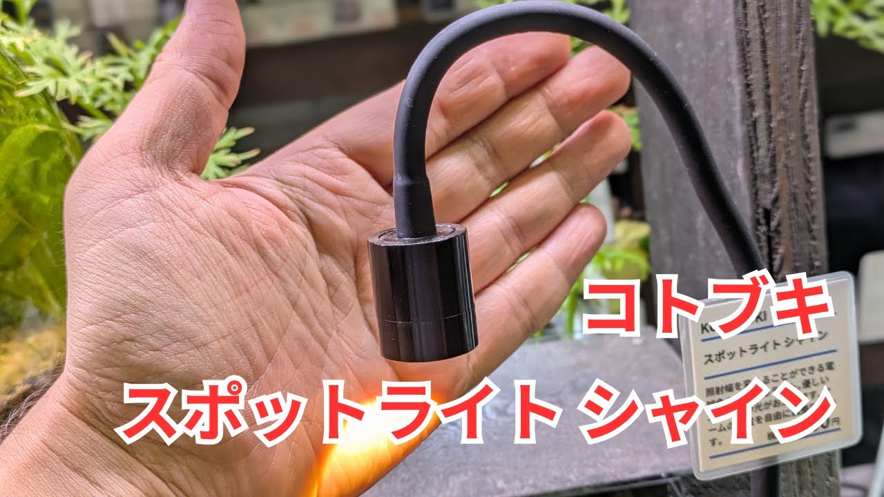 【電球色のライト】スポットライト シャインBLKをご紹介します！