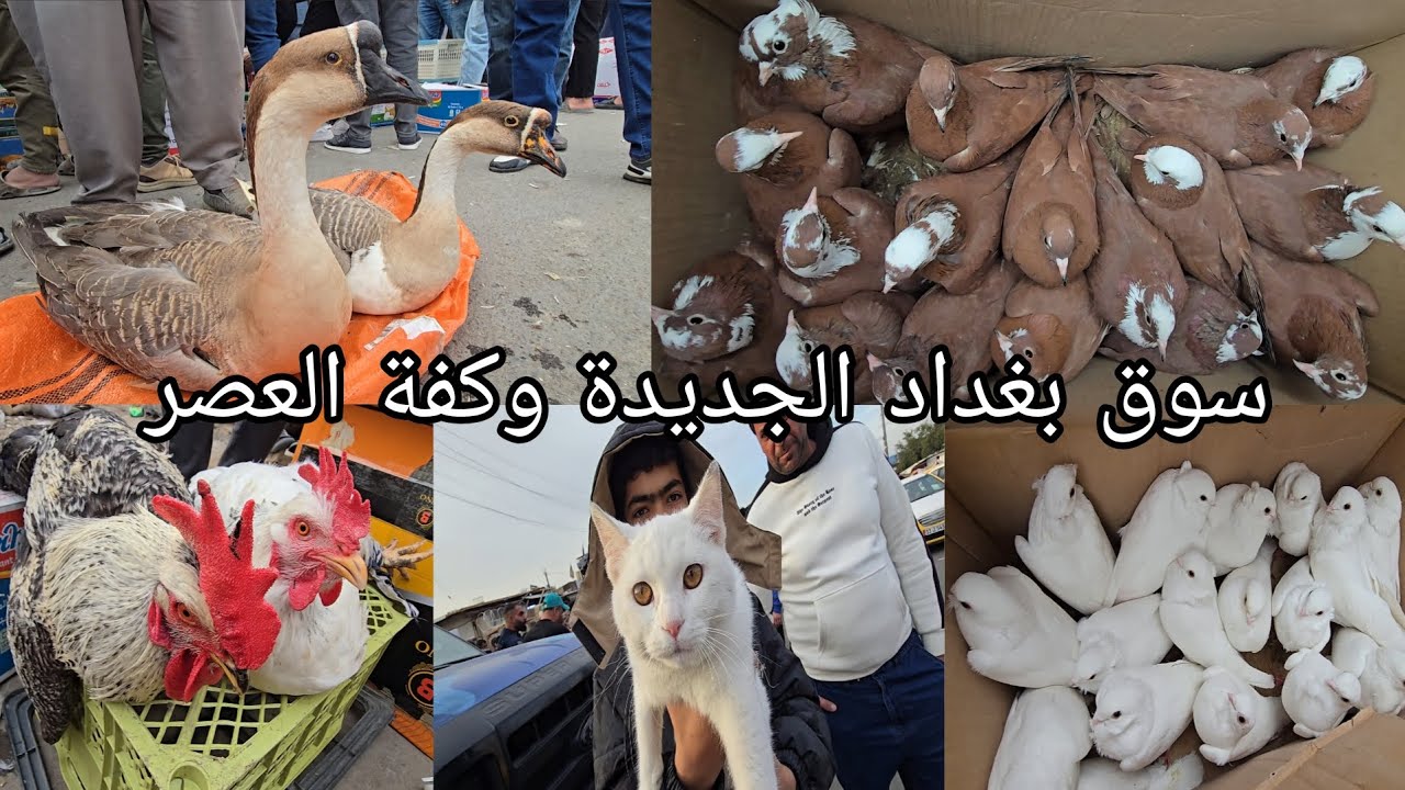 سوق بغداد لجديده وكفة العصر اهل الكراتين والخانات والجنابيز يوم الأحد 2026/2/1