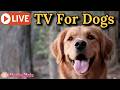 24/7 Dog TV & Calming Music for Anxiety Relief 🐶