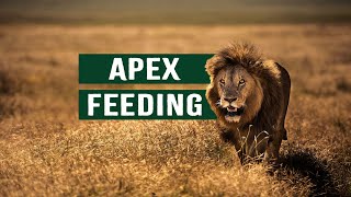 SAVANNAH APEX PREDATORS: LIONS STALKING THEIR PREY