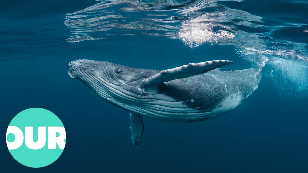洋書 Hawaii's Humpback Whales: The Ultimate Hawaii's Humpback Whales: The Ultimate Guide: Gregory D