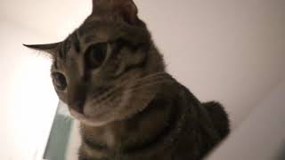 Thai cat: sweetheart Kiekie. by MY HOME CATS 18 views 4 years ago 1 minute, 13 seconds