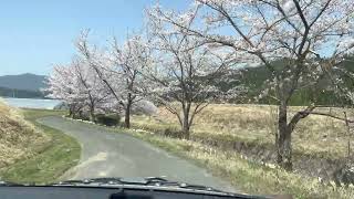 2022.04.07与謝野町の桜🌸