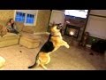 Attacks Quadcopter!