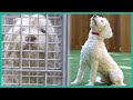Saving a Tibetan Terrier from the Pound | Lucky Dog の動画、YouTube動画。