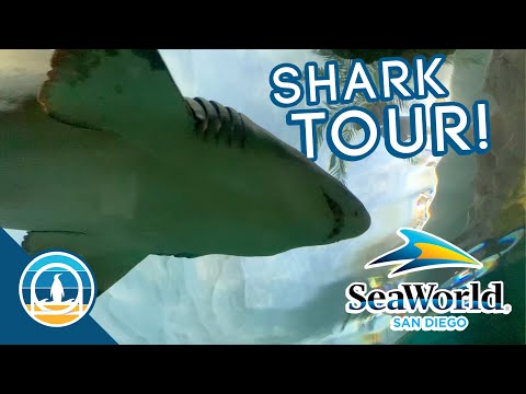 Shark Awareness Day Backstage Tour + Restaurants NOW OPEN! | SeaWorld San Diego Major Updates 2022
