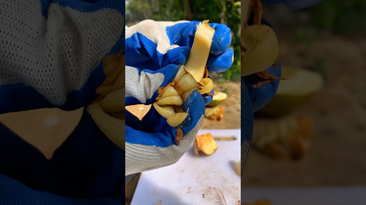 🍏😳 Редкое слоновье яблоко + IQ 99,9 — безумие!….🔪