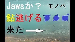 [鮎youtube] 鮎巡り 近場の物部川も報告通り居ました稚鮎