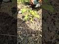 Save Nature: Planting a Bael Tree Near Temple 🙏 #shorts #nature