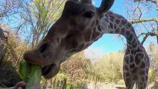 Tall Giraffes Crunch On Crispy Vegetables