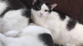 A Couch Full of Cats by The Black and White Brigade 2,295 views 3 months ago 1 minute, 40 seconds