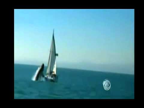 Whale attacks boat - YouTube