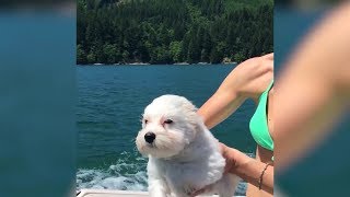 ПОПРОБУЙ НЕ ЗАСМЕЯТЬСЯ | ПРИКОЛЫ | Art of Humour | (#18) ПОПРОБУЙ НЕ ЗАСМЕЯТЬСЯ | ПРИКОЛЫ | Art of Humour | (#18)