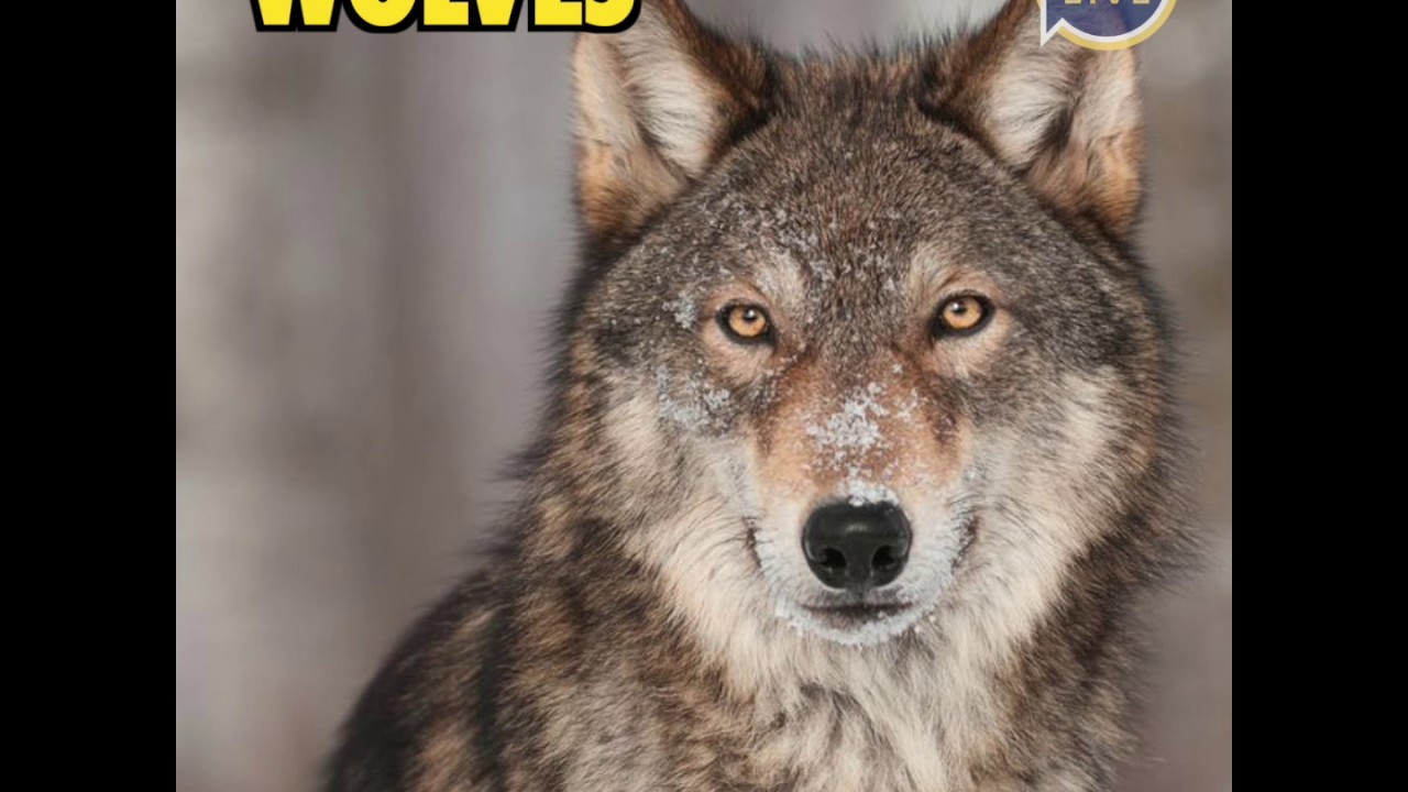 These pets are banned in Pennsylvania YouTube