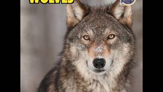 These pets are banned in Pennsylvania