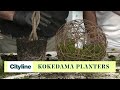 DIY kokedama planters