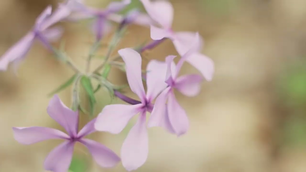 Land Trust of North Alabama Website Video