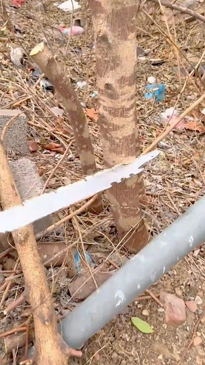 Sawing through a tree trunk with a manual handsaw, close to the ground